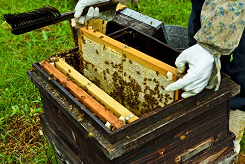 Amazon | 花の道 巣みつ 【九州蜂の子本舗】国産 蜂蜜 | みつばち工房